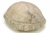 Colorful Fossil Tortoise (Stylemys) - South Dakota #263462-2